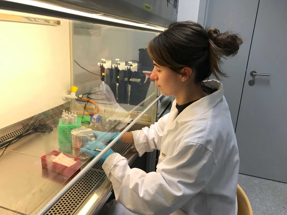 Judith Gómez Cuyàs working at clean bench 2 in Markus Künzler’s microbiology lab
